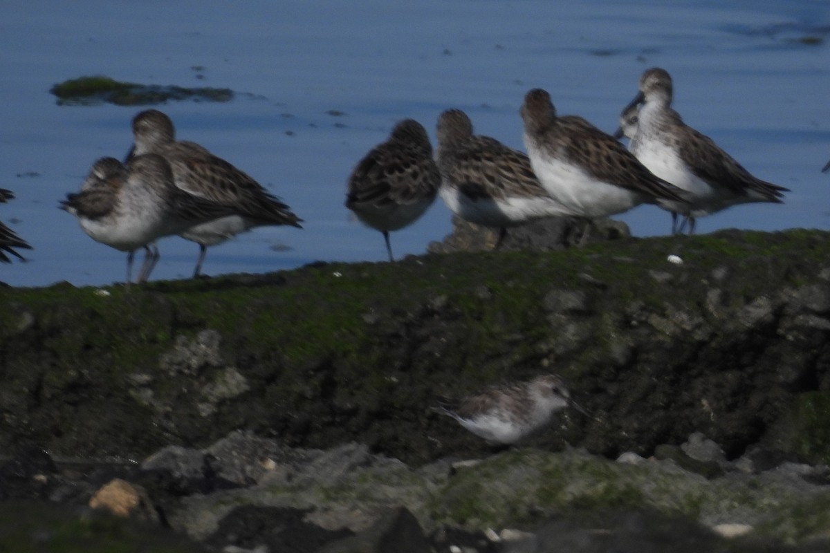 Semipalmated Sandpiper - Larry Gaugler