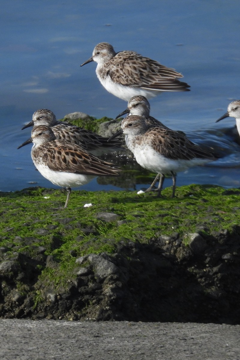 Semipalmated Sandpiper - Larry Gaugler