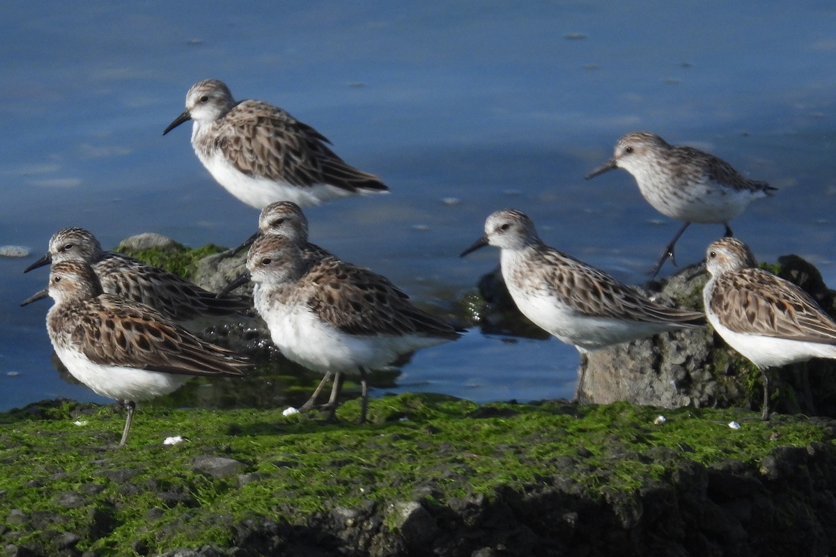 Semipalmated Sandpiper - Larry Gaugler