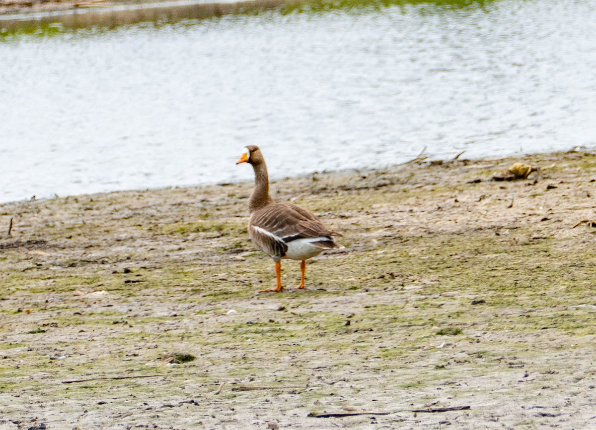 Greater White-fronted Goose - Therese Carroll