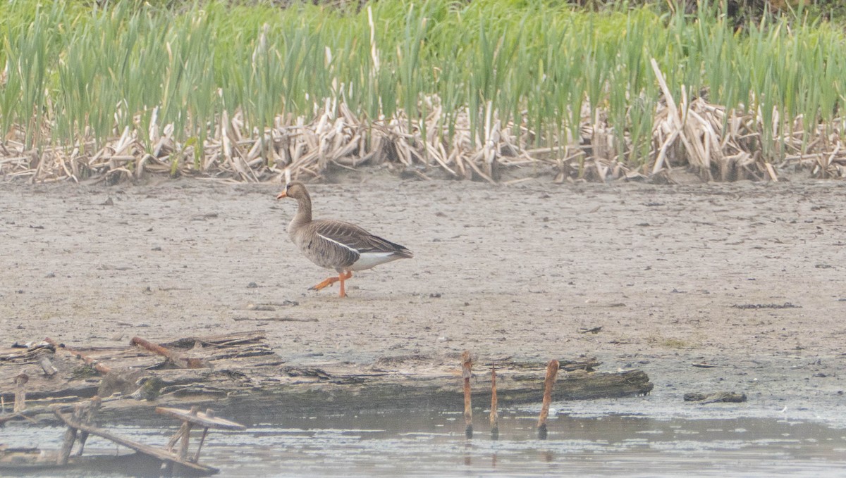 Greater White-fronted Goose - Therese Carroll
