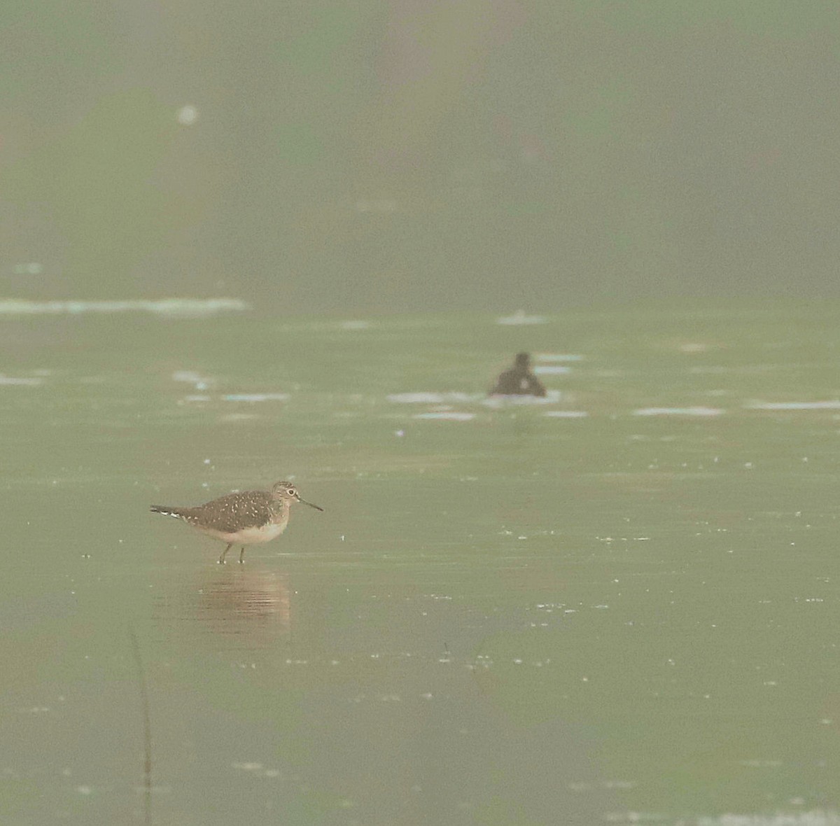 Solitary Sandpiper - DICK GRUBB