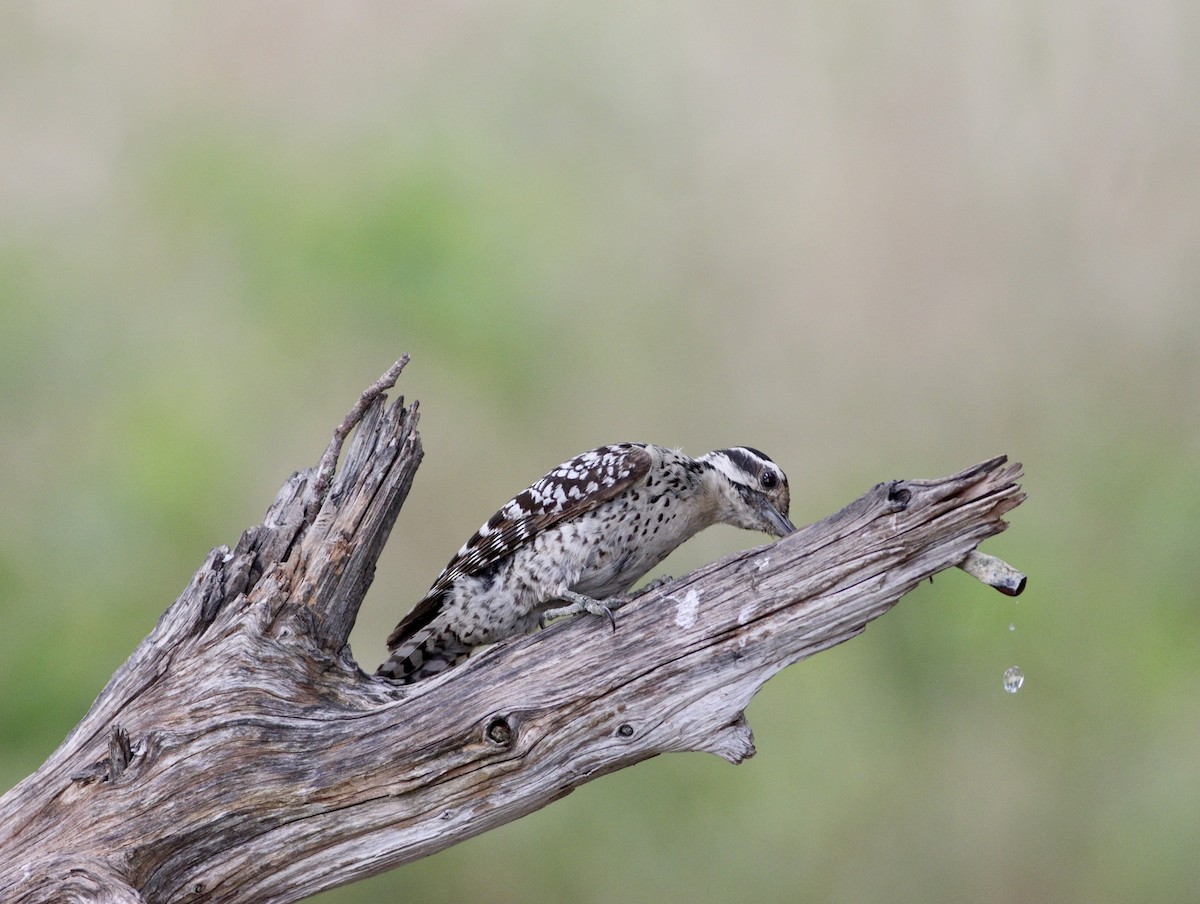 Ladder-backed Woodpecker - Rhonda Desormeaux