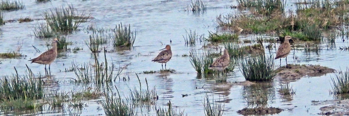 Bar-tailed Godwit - Jock McCracken