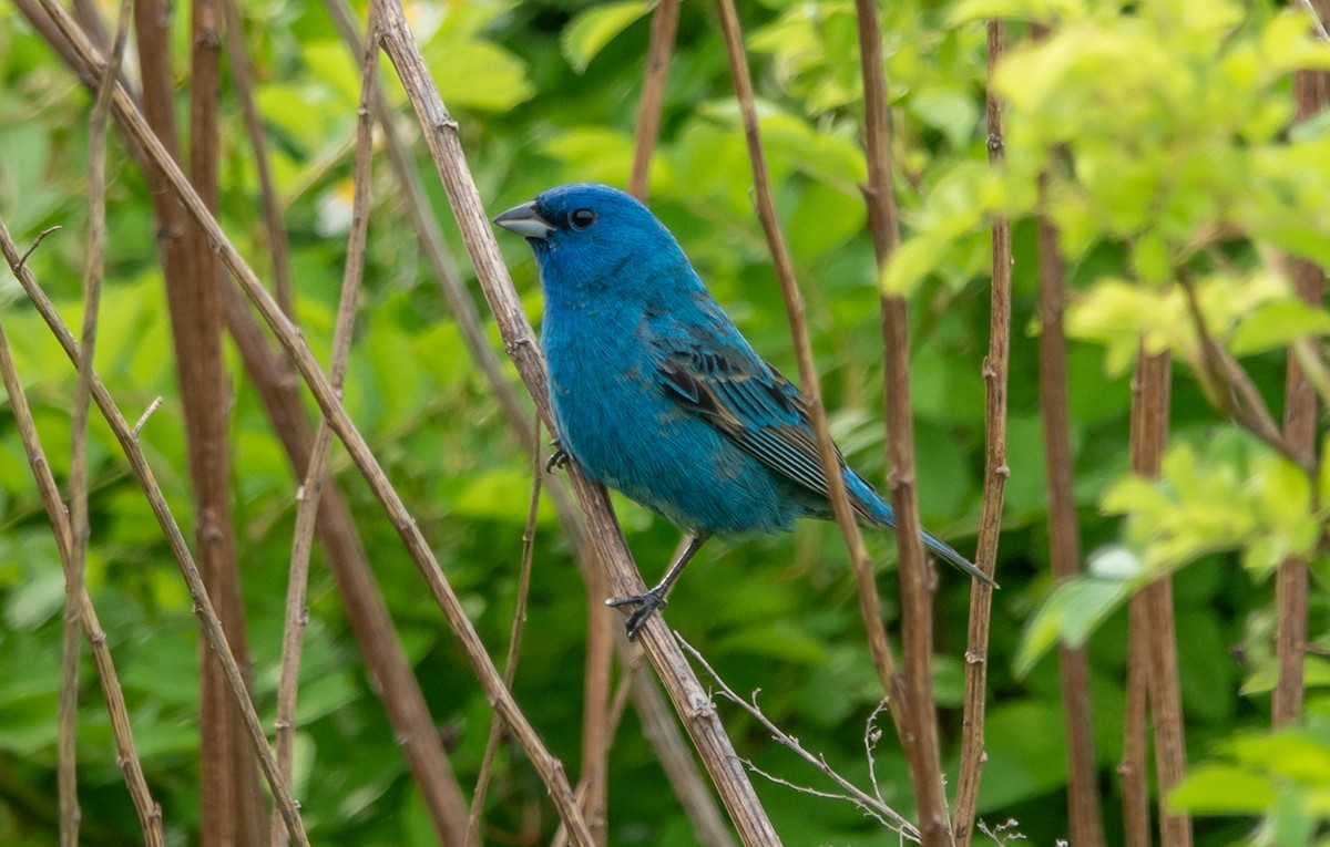 Indigo Bunting - Gale VerHague