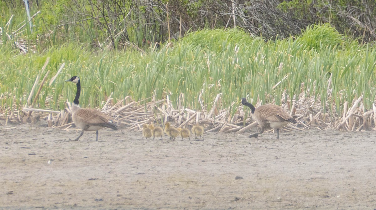 Canada Goose - Therese Carroll