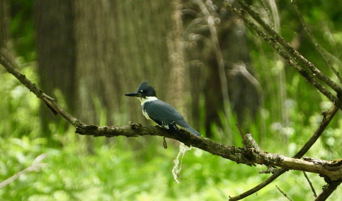 Belted Kingfisher - ML619570504