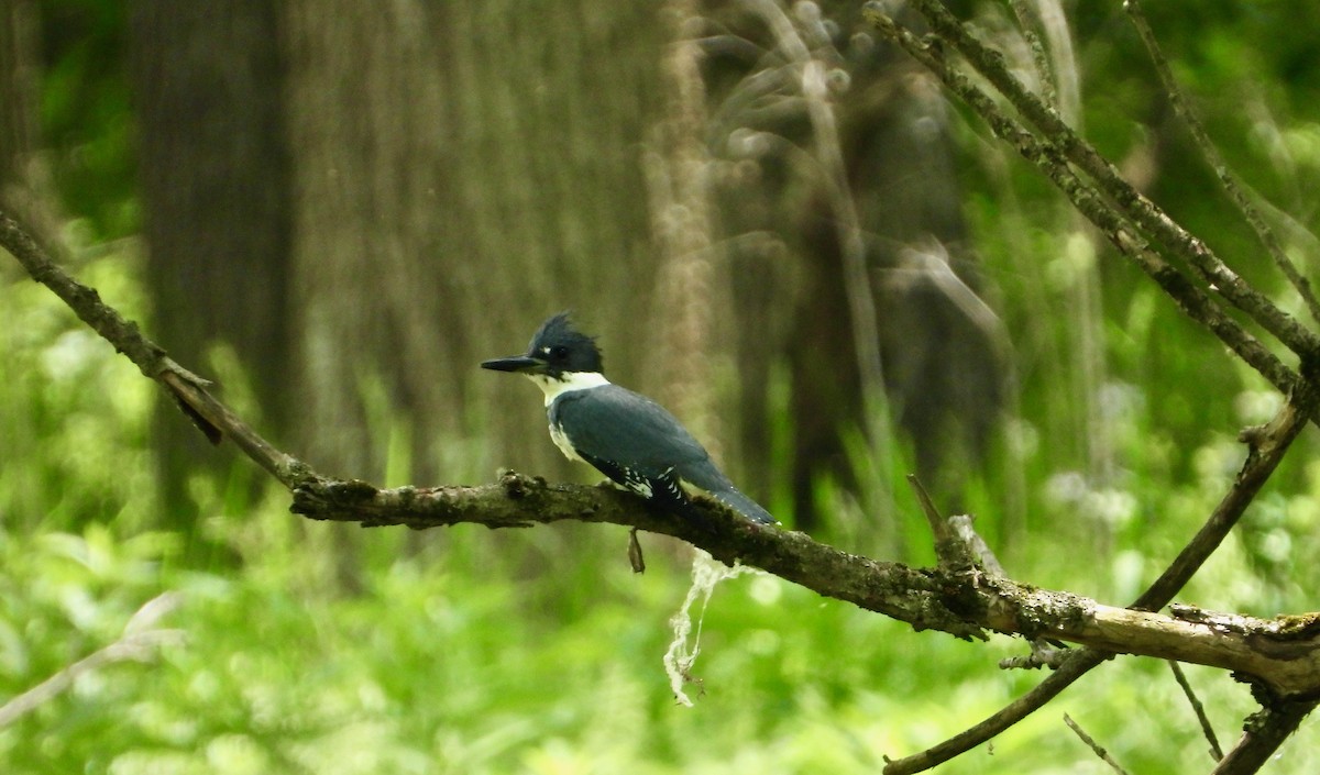 Belted Kingfisher - Kisa Weeman