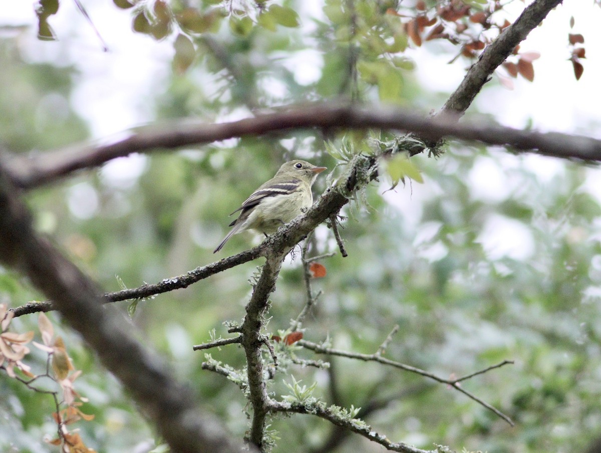 Yellow-bellied Flycatcher - ML619570507