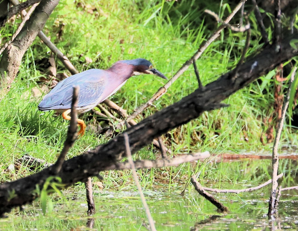 Green Heron - DICK GRUBB