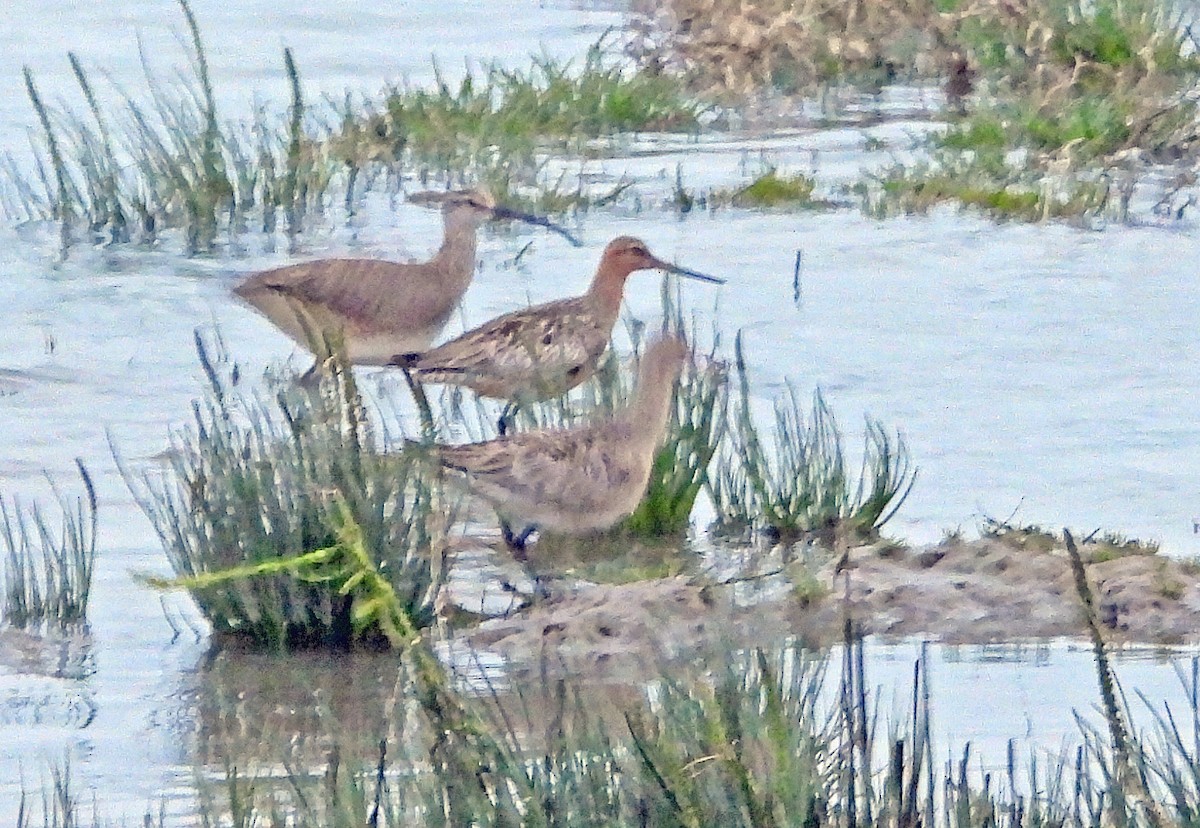 Bar-tailed Godwit - Jock McCracken