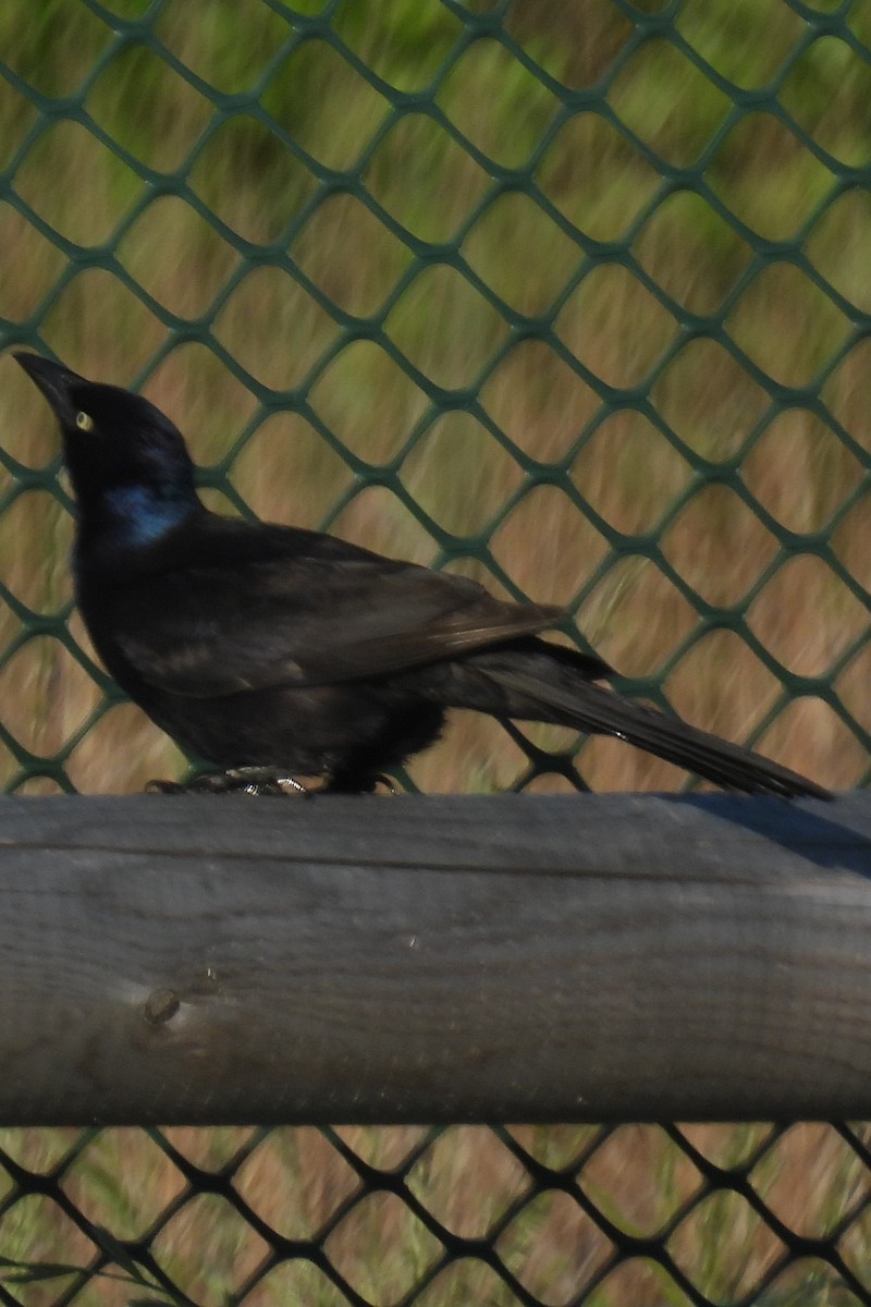 Common Grackle - Larry Gaugler