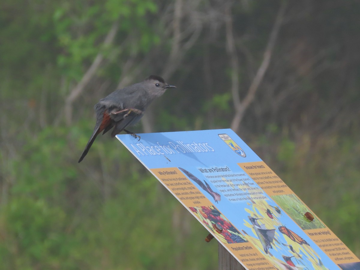 Gray Catbird - Ruth Bergstrom