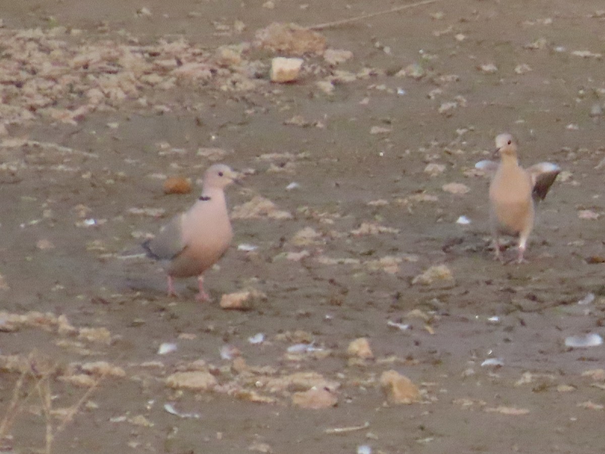 Eurasian Collared-Dove - Gargi Dalawat