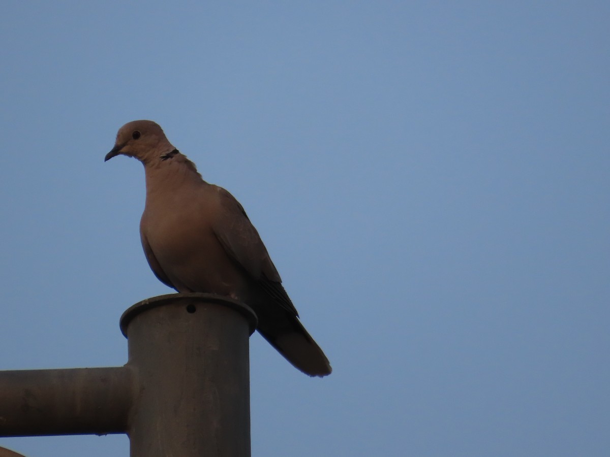 Eurasian Collared-Dove - Gargi Dalawat