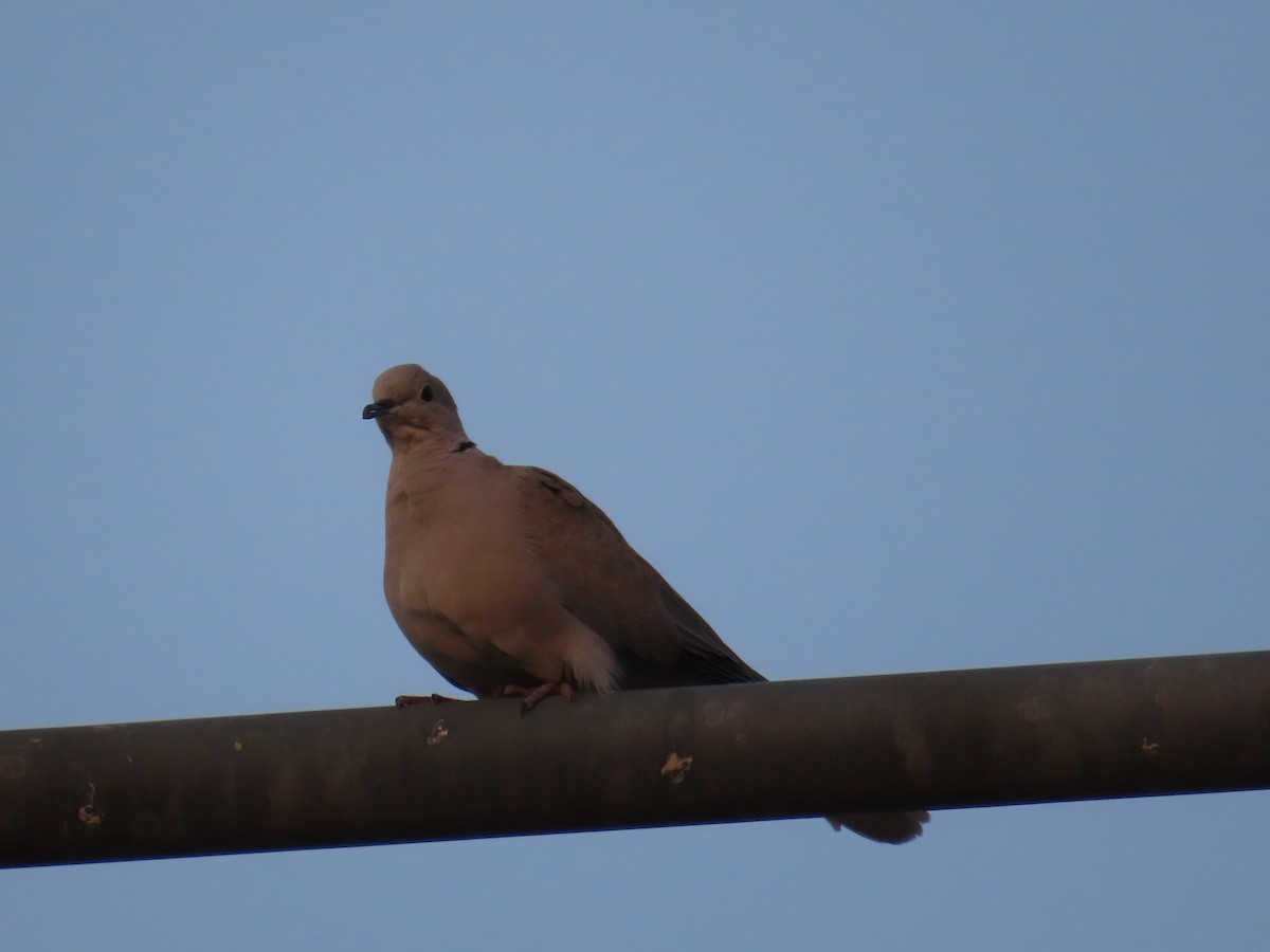 Eurasian Collared-Dove - Gargi Dalawat