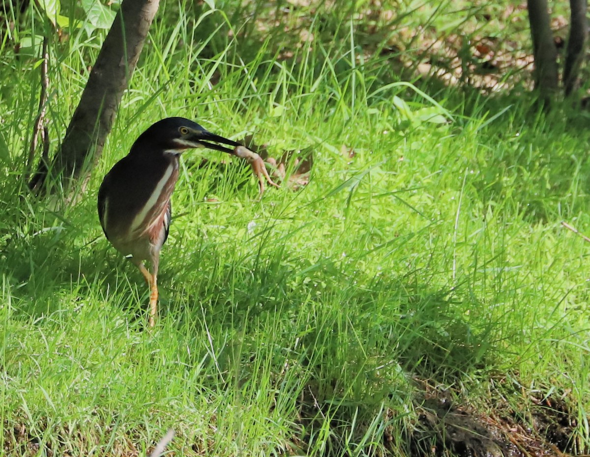 Green Heron - ML619570522