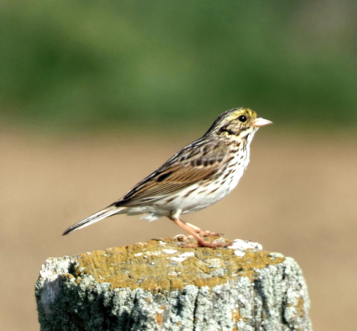 Savannah Sparrow - Darrell Hance