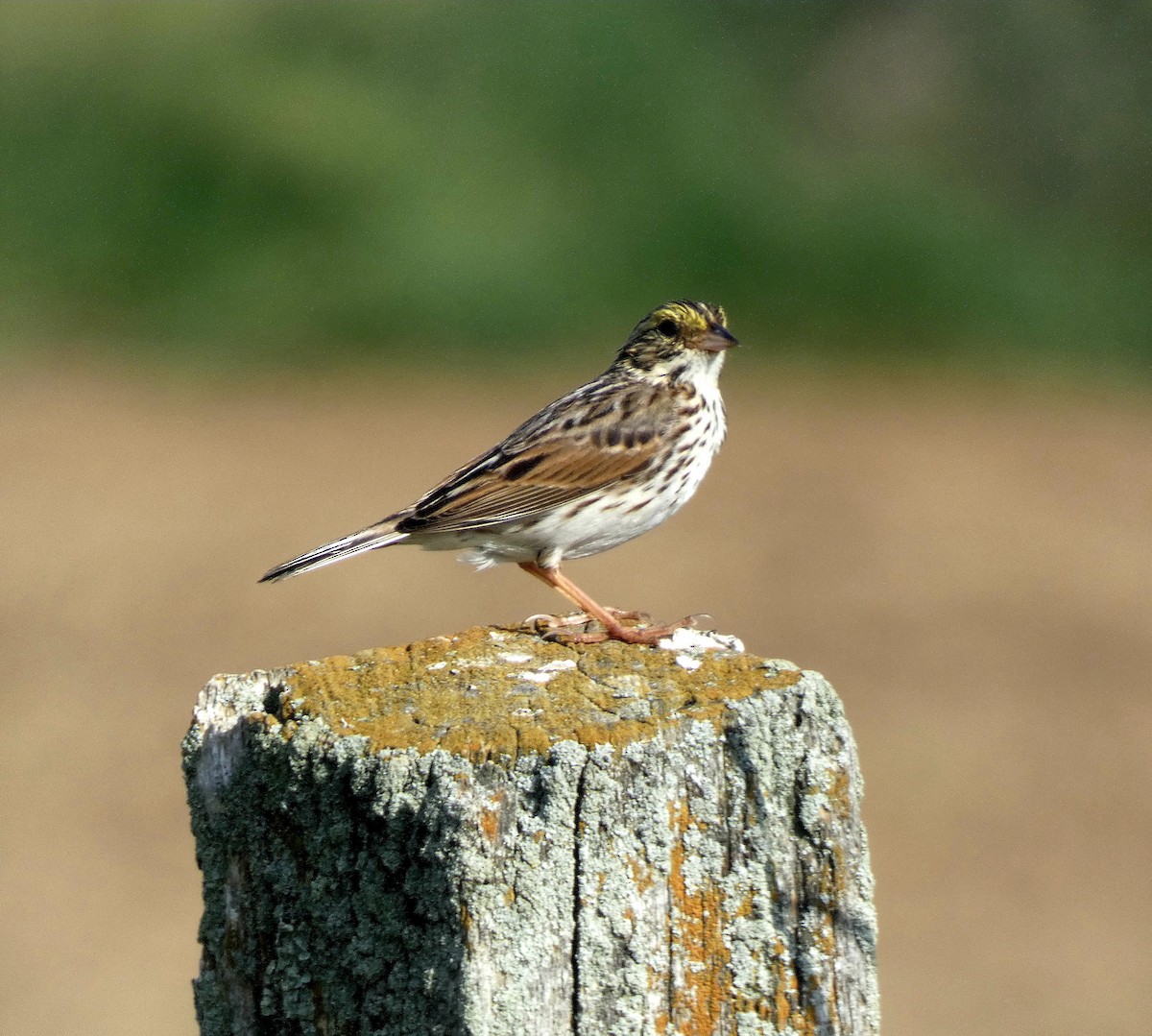 Savannah Sparrow - Darrell Hance