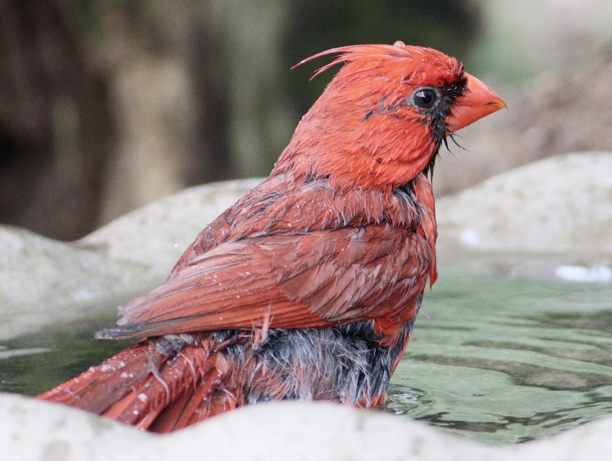 Cardinal rouge - ML619570526