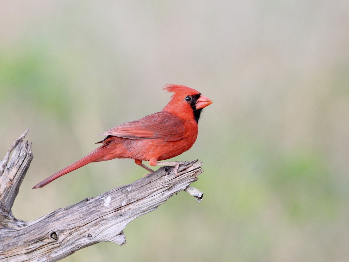 Northern Cardinal - Rhonda Desormeaux