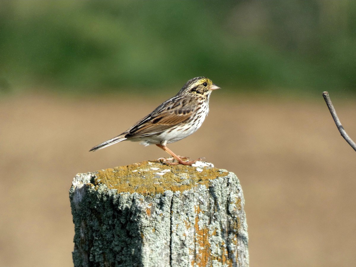 Savannah Sparrow - Darrell Hance