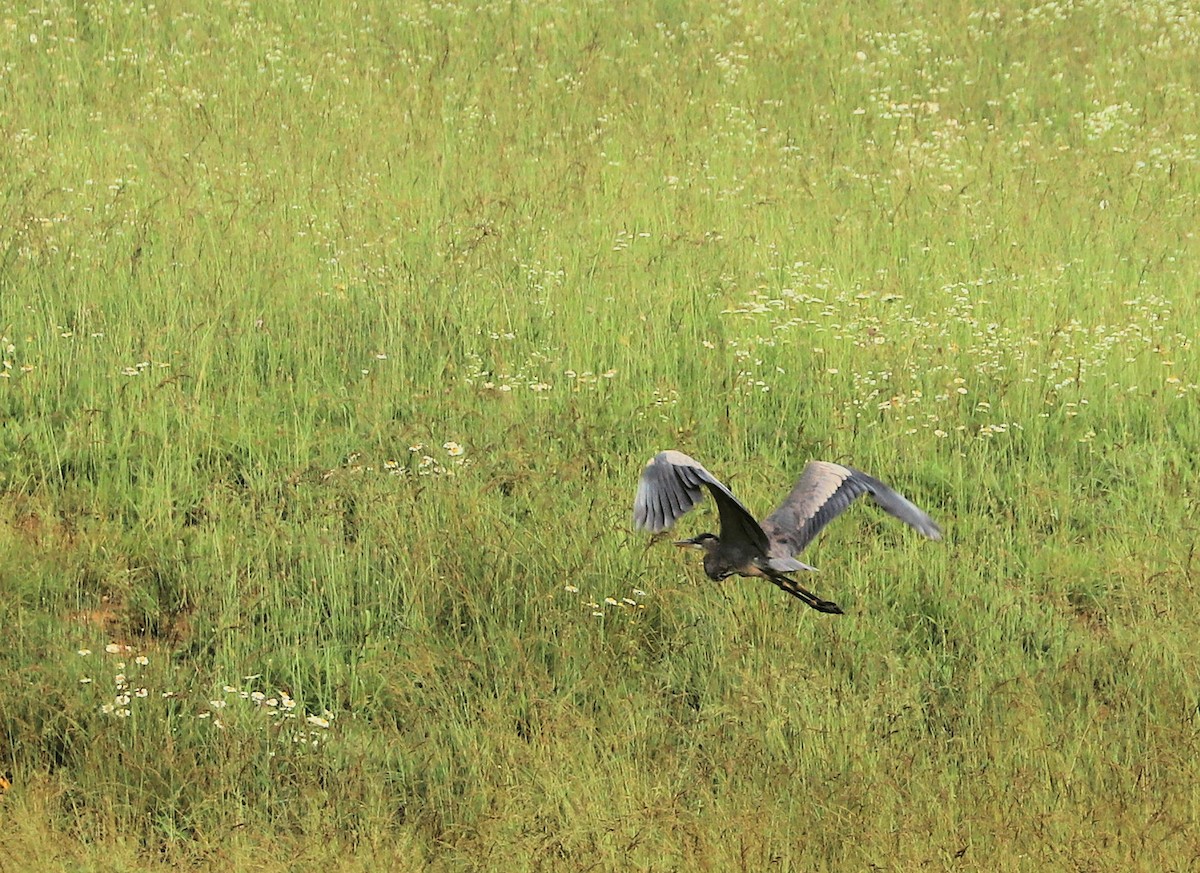 Great Blue Heron - DICK GRUBB