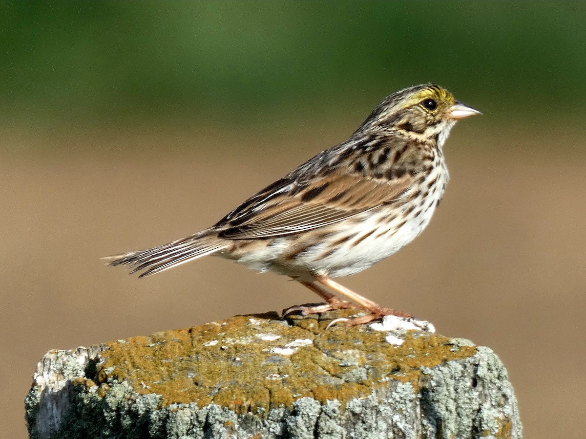 Savannah Sparrow - Darrell Hance