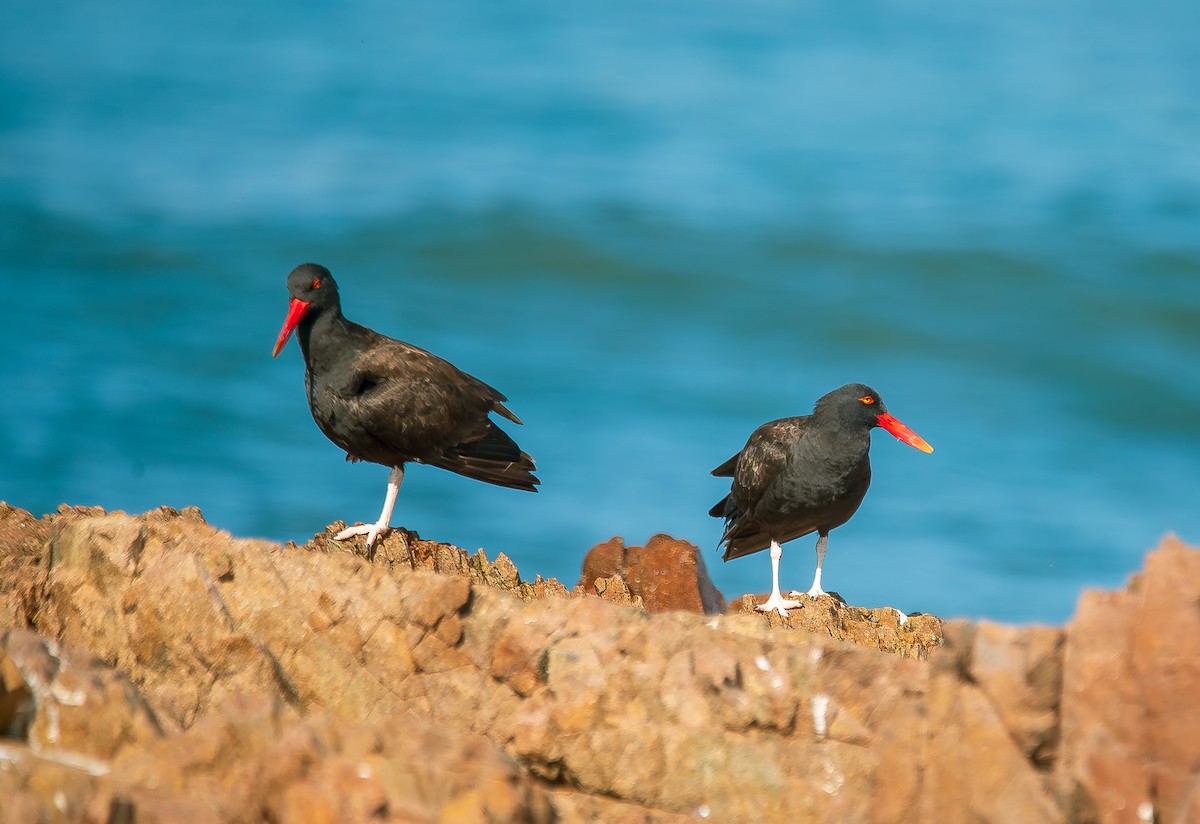 Blackish Oystercatcher - José Antonio Padilla Reyes