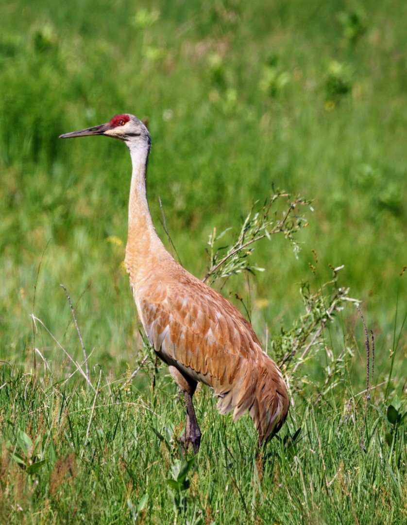 Sandhill Crane - Joe  Terry