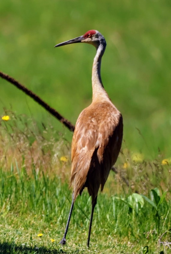 Sandhill Crane - Joe  Terry