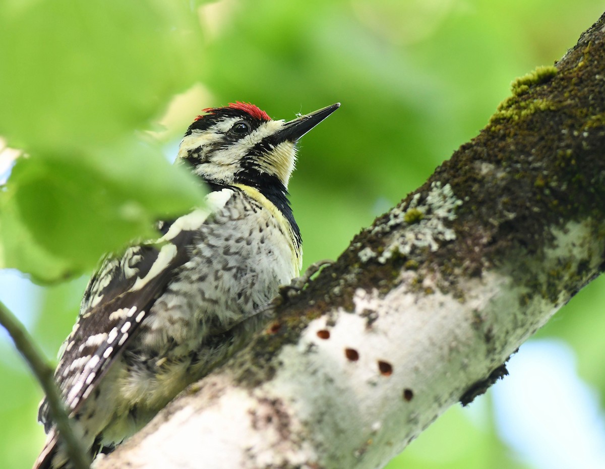 Yellow-bellied Sapsucker - Daniel Thibault