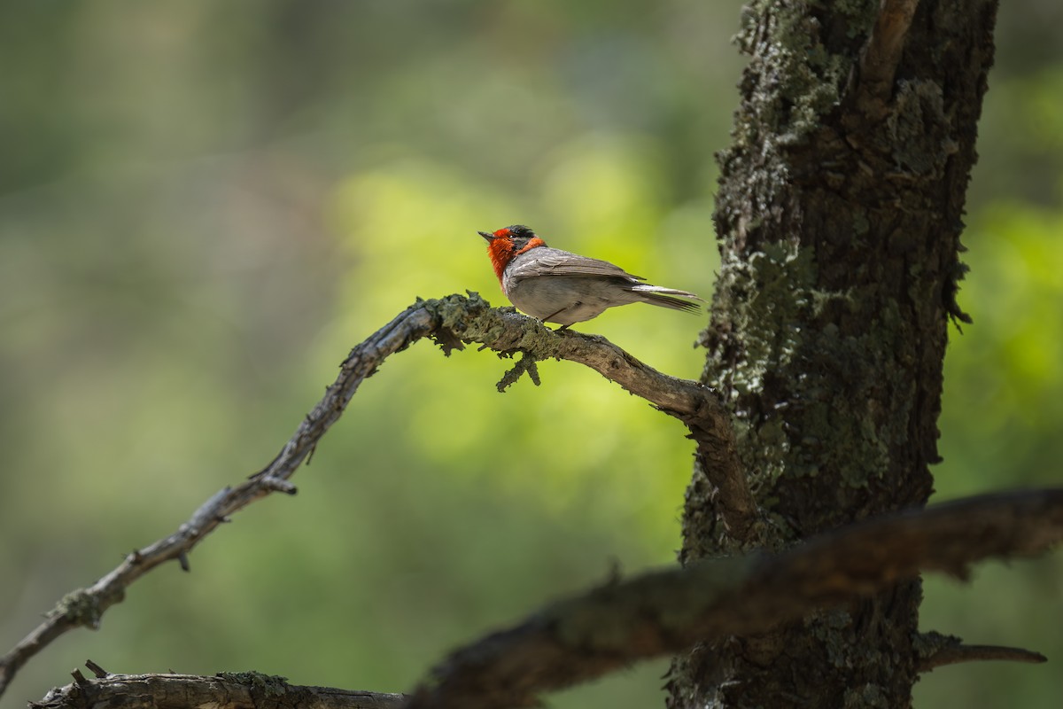 Red-faced Warbler - Hiromi Karagiannis