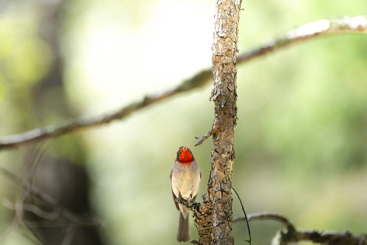 Red-faced Warbler - Hiromi Karagiannis