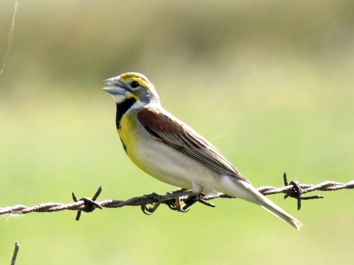 Dickcissel - Darrell Hance