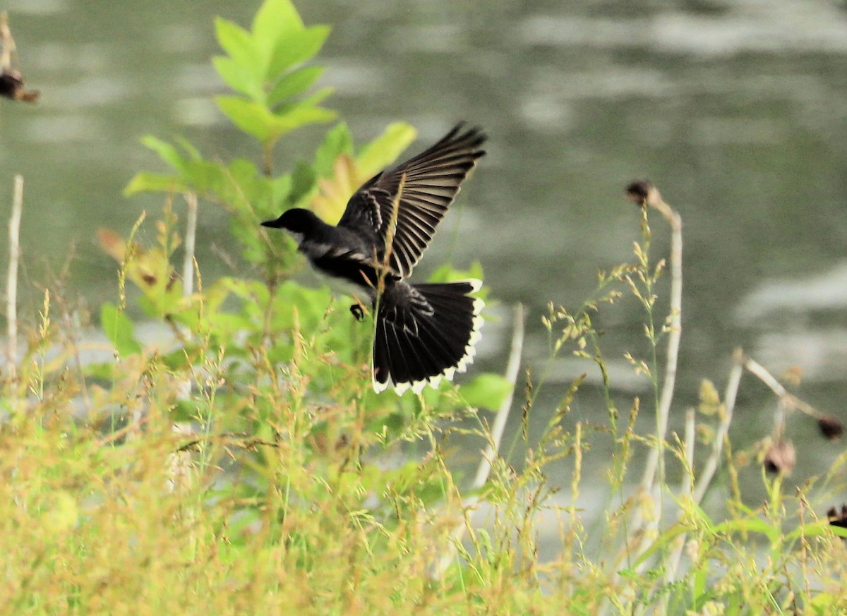 Eastern Kingbird - DICK GRUBB