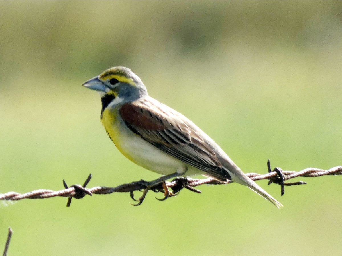 Dickcissel - Darrell Hance