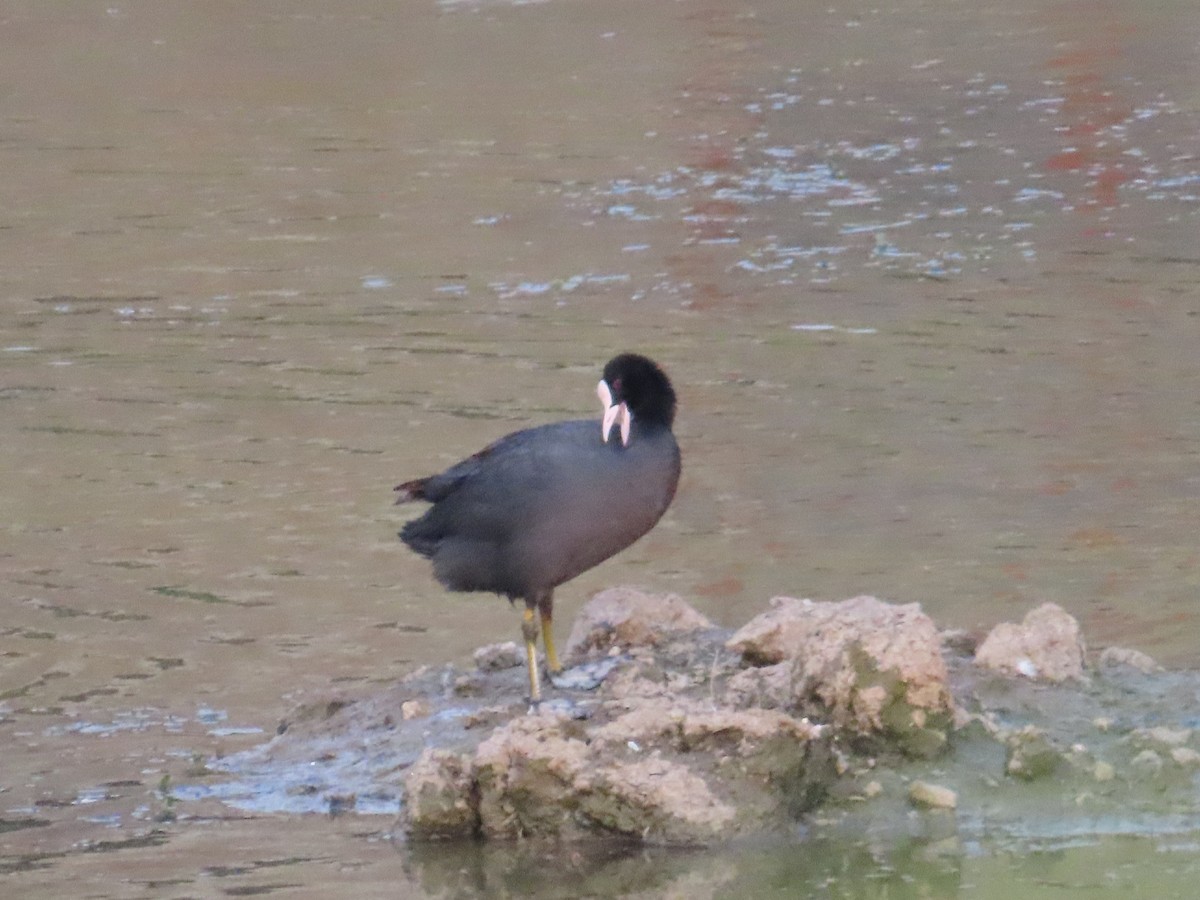 Eurasian Coot - ML619570570