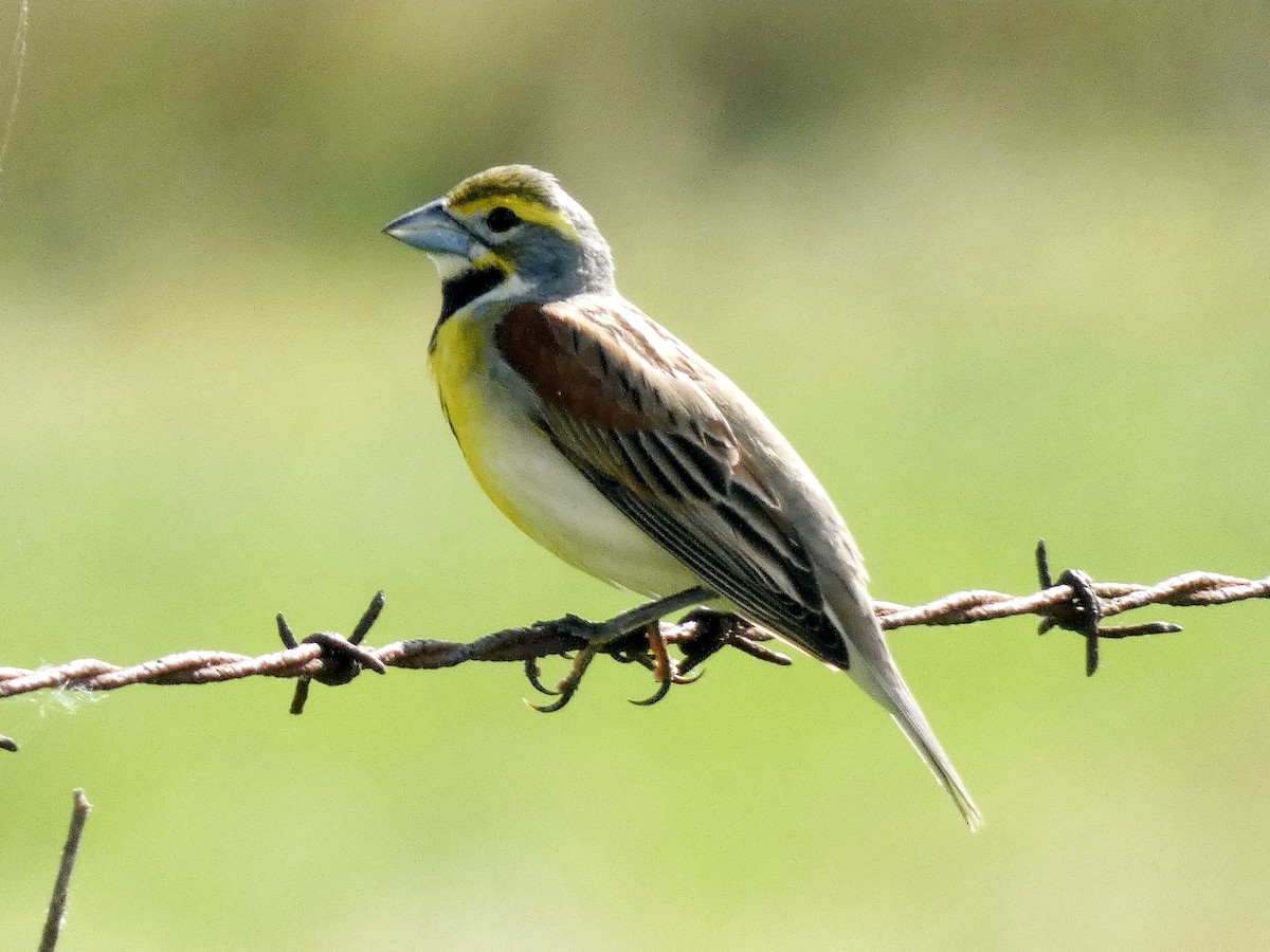 Dickcissel - ML619570575