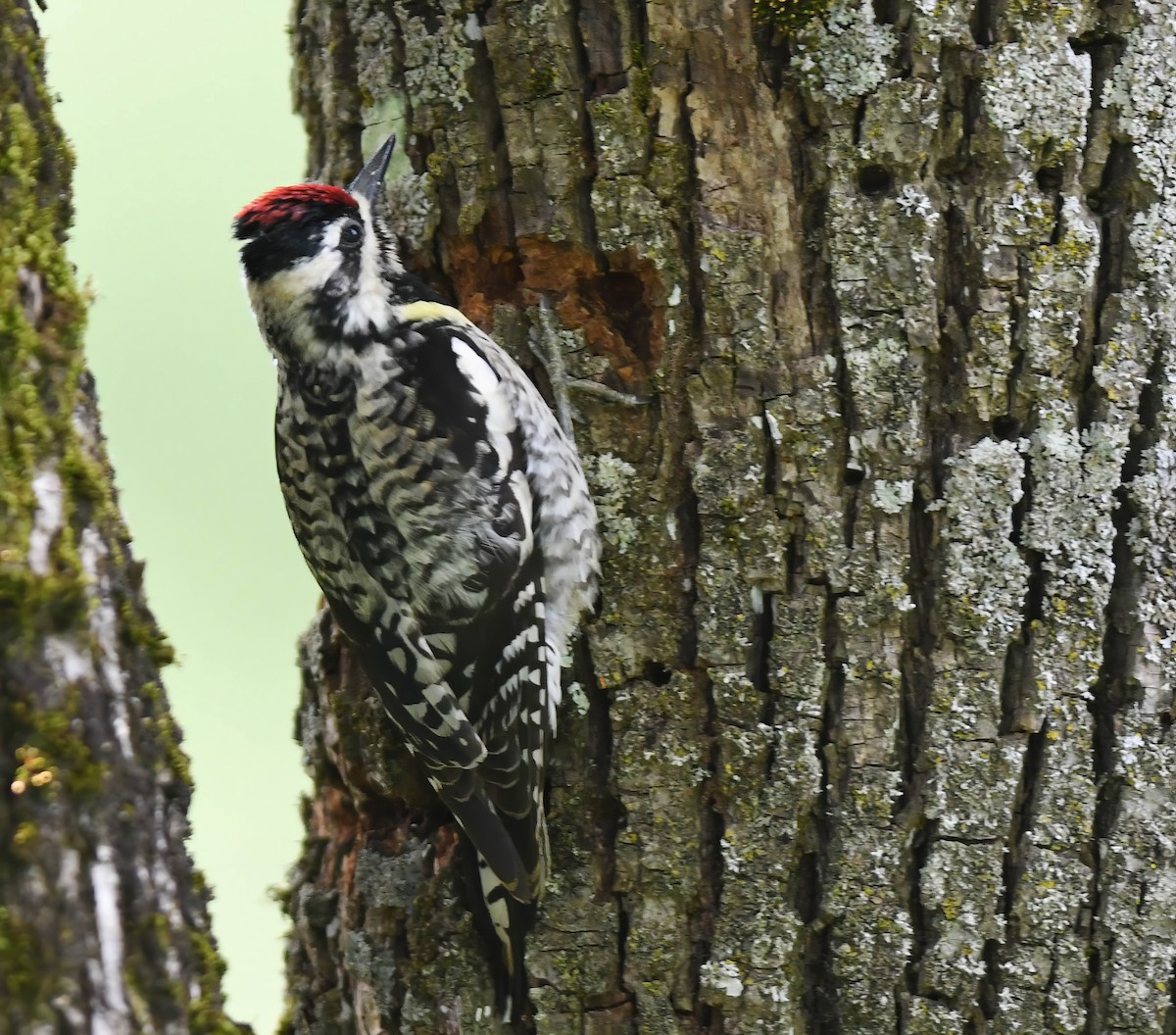 Yellow-bellied Sapsucker - Daniel Thibault