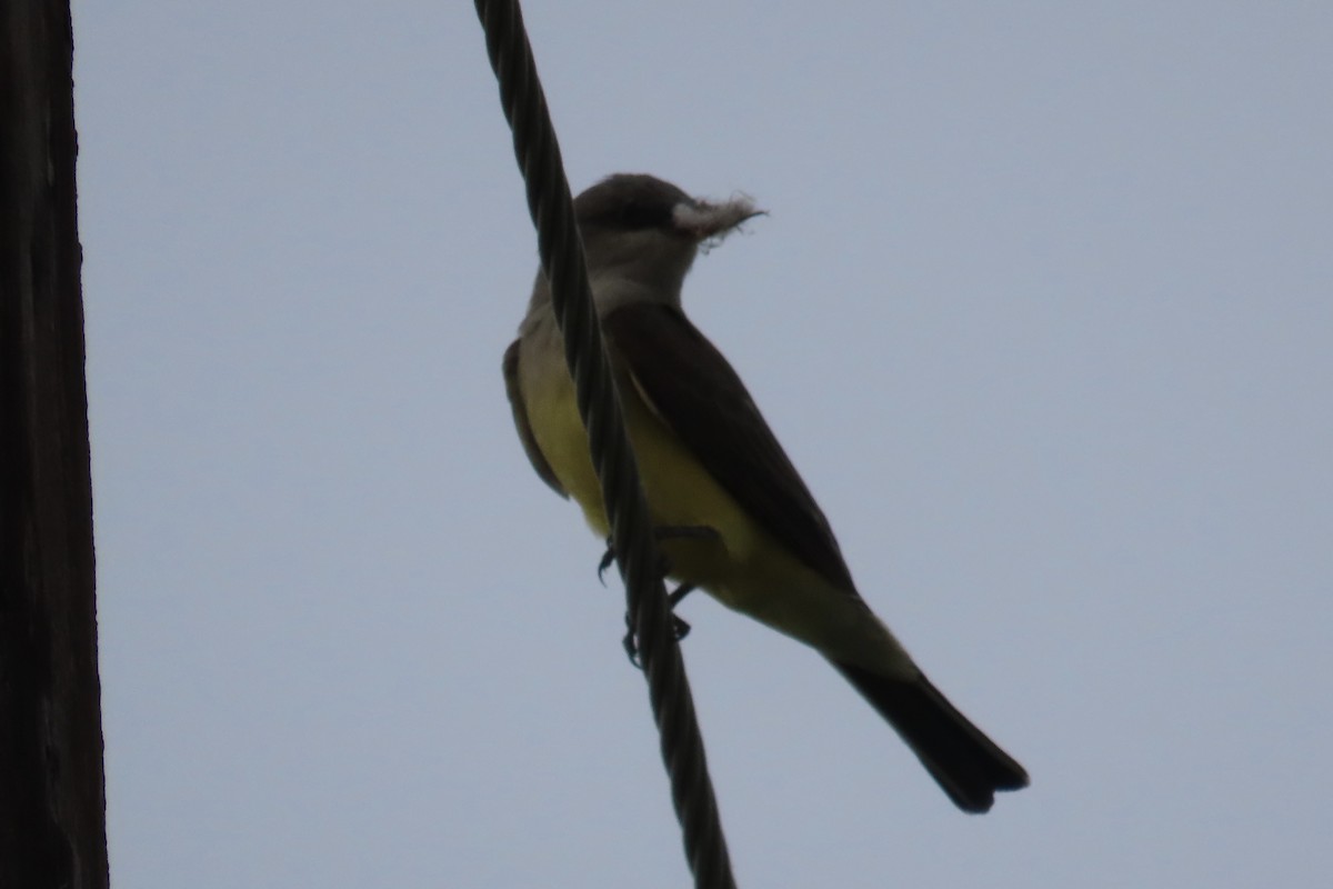 Western Kingbird - ML619570577