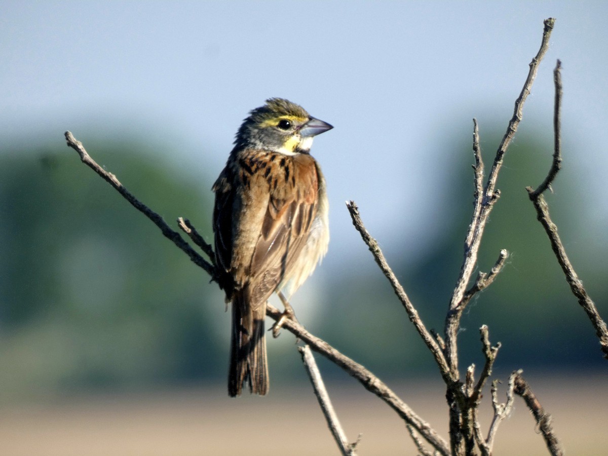 Dickcissel - ML619570578