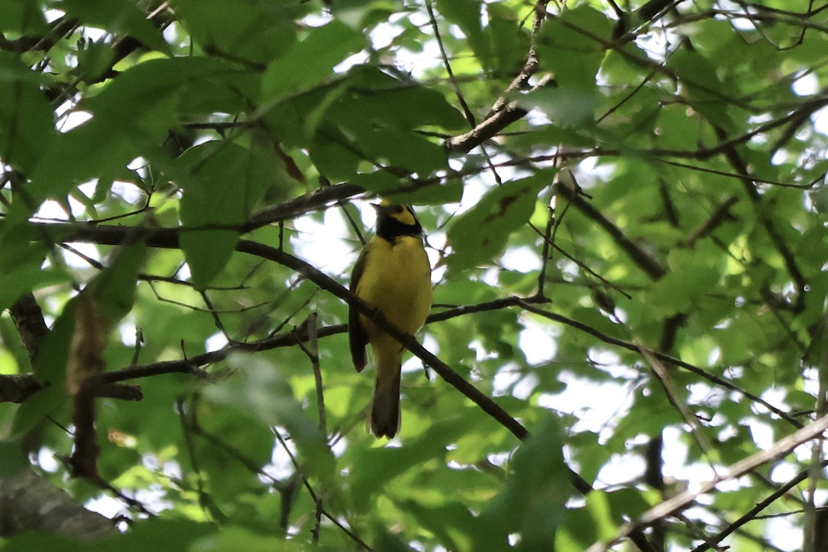 Hooded Warbler - ML619570584