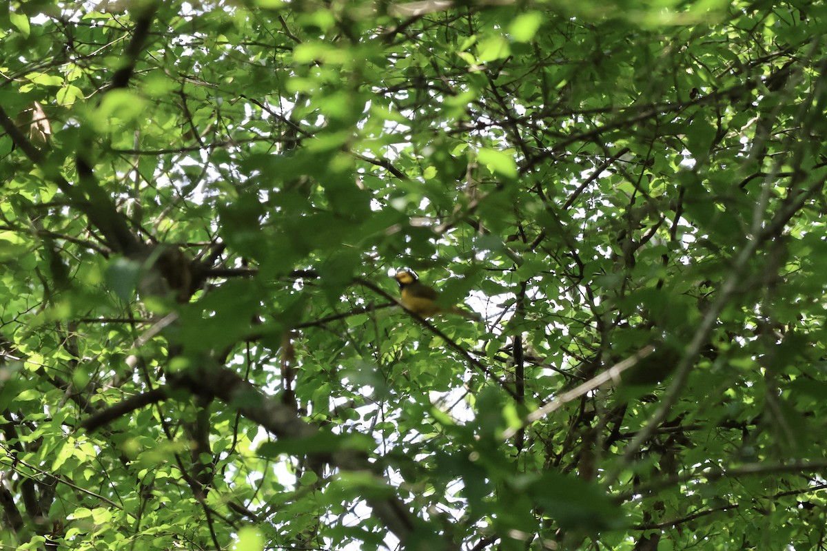 Hooded Warbler - ML619570588