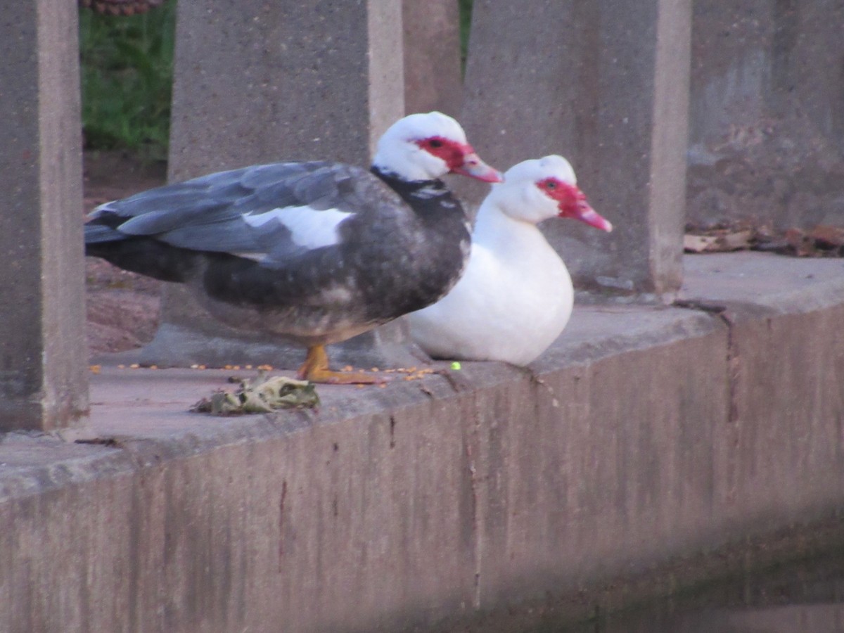 Muscovy Duck (Domestic type) - John Coyle