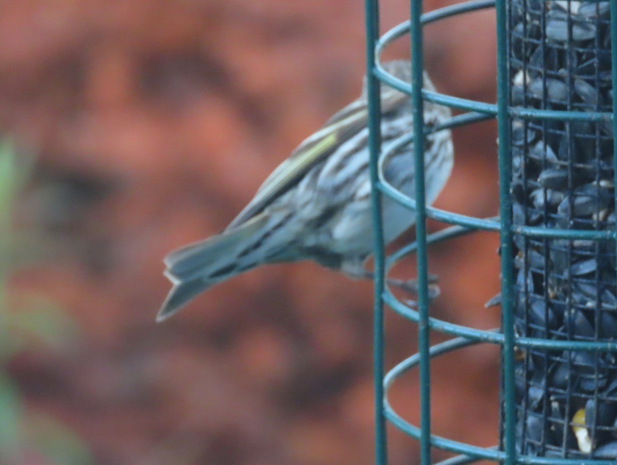 Pine Siskin - Brian Fitzpatrick