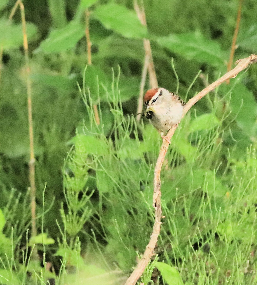 Chipping Sparrow - DICK GRUBB