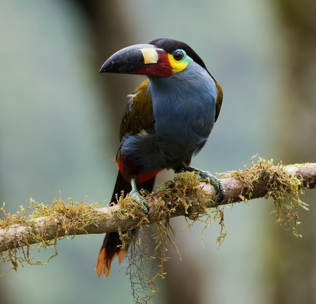 Plate-billed Mountain-Toucan - Galo Real