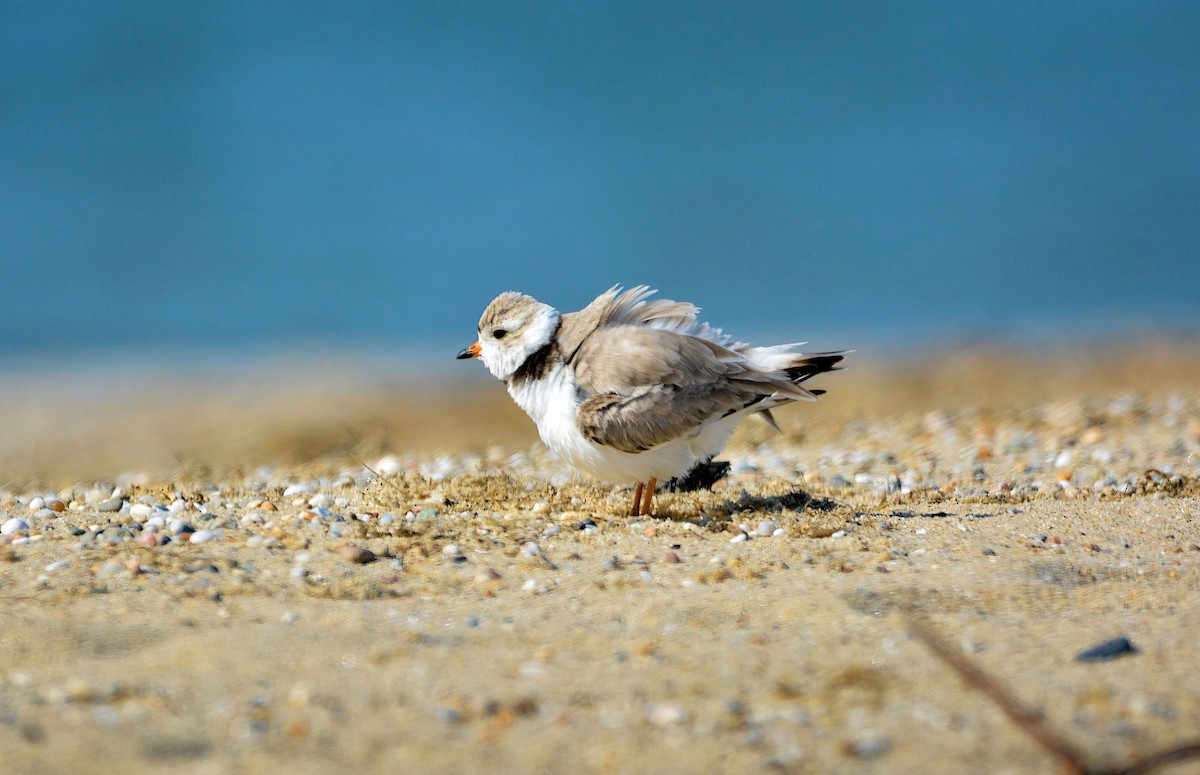 Piping Plover - Janette Vohs