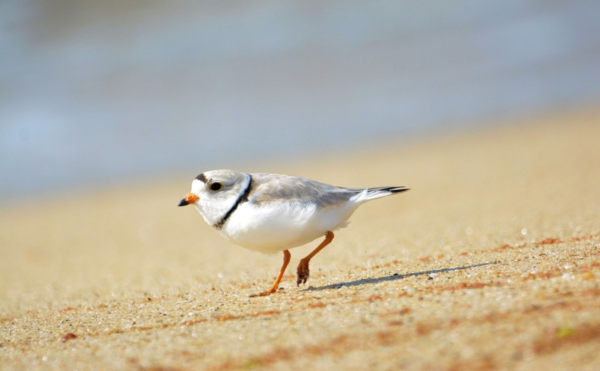 Piping Plover - Janette Vohs